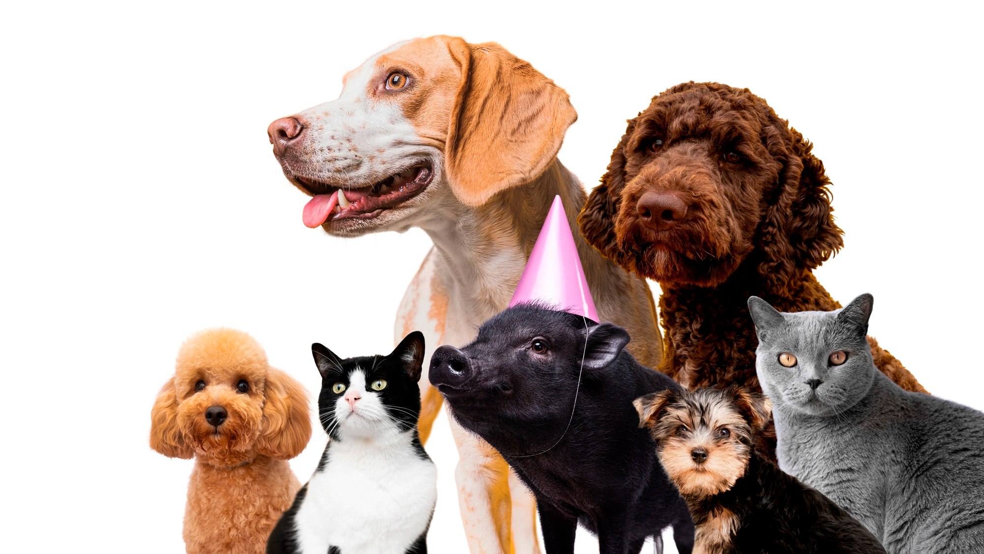 Pets